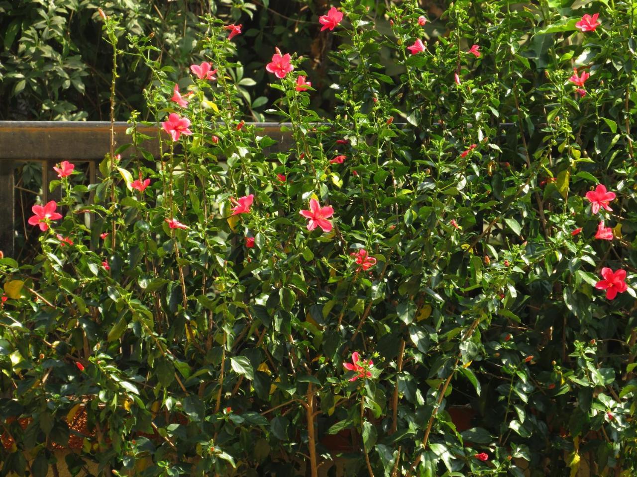City Palace Resort Lonavala Eksteriør billede